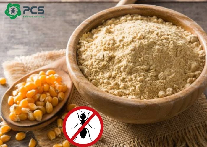 diệt kiến bằng bột bắp